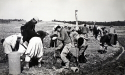 1972년 시종면 신연리 방축마을 농로개설 작업