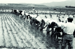 모내기(1970년대)